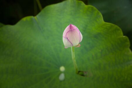 lotus budの写真素材