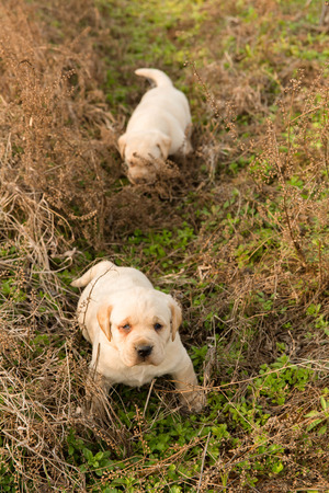 Labrador puppyの写真素材
