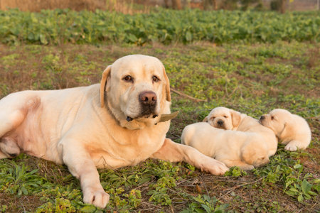 The Labrador Retrieverの写真素材