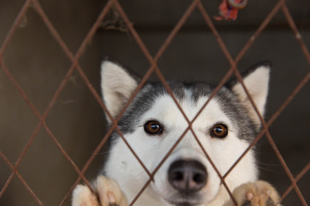 Huskyの写真素材