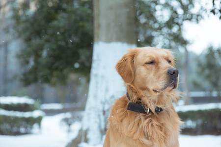 Golden Retrieverの写真素材