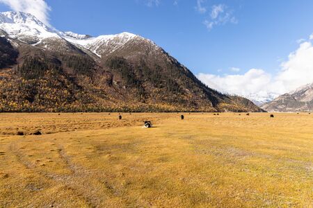 Ranwu Lake, Basu County, Tibet, Chinaの写真素材