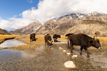 Ranwu Lake, Basu County, Tibet, China