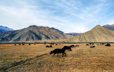 Sichuan-tibet plateau sceneryの写真素材