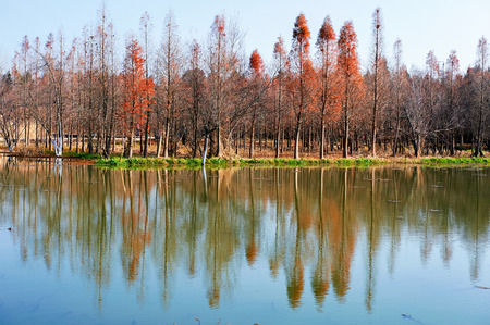 Wetland in Kunmingの写真素材