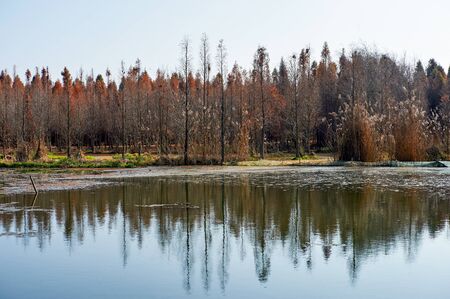 Wetland in Kunmingの写真素材