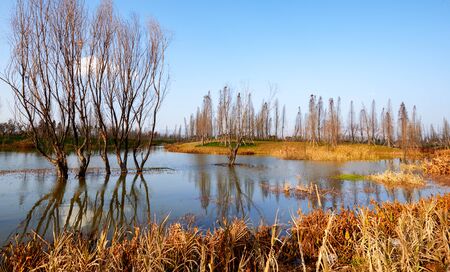 Wetland in Kunmingの写真素材