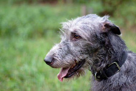 A portrait of irish wolfhound in a summer parkの写真素材