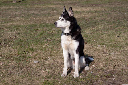 A sitting black and white husky in the parkの写真素材