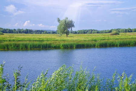 tree in a field near the river