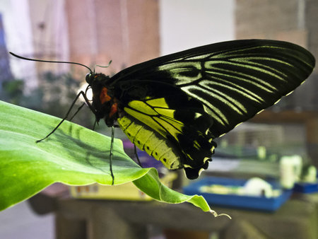 pretty rare butterfly with large wings and bright