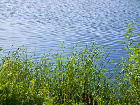 Reeds on the river bankの写真素材