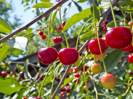 A branch of a cherry treeの写真素材