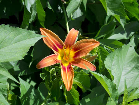 Wild lily in the leaves of the treeの写真素材
