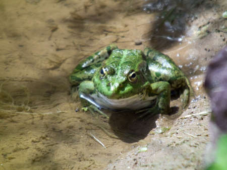 Smiling frog in a pondの写真素材