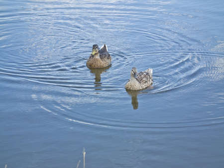 Two ducks in a clean lake in the morningの写真素材