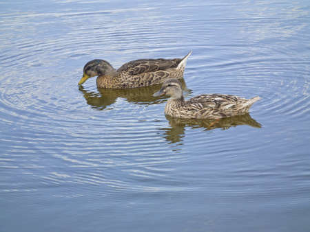 Two ducks in a clean lake in the morningの写真素材