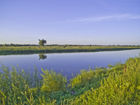 Tree in a field by the river
