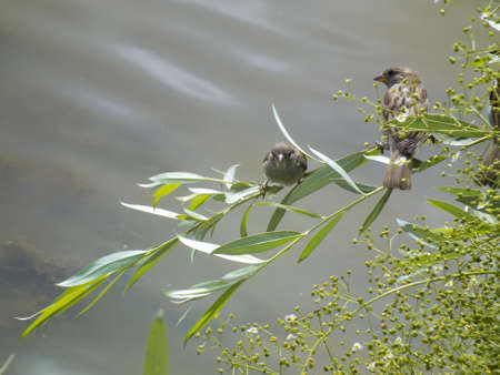 two sparrows on a branchの写真素材
