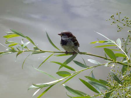 sparrow sitting on a branch against a background of waterの写真素材