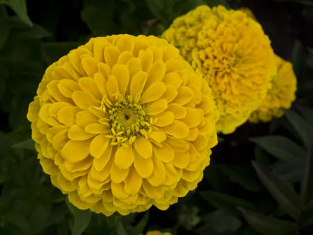 three yellow flowerの写真素材