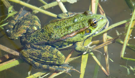 frog floating in the lakeの写真素材