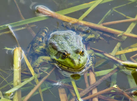frog floating in the lakeの写真素材