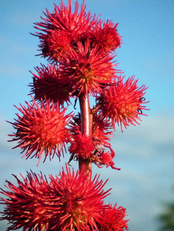 Tree with thorns on a sky backgroundの写真素材