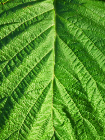 Summer leaf texture with raspberry bush closeup
