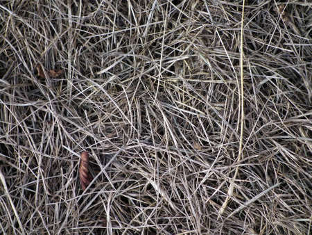 Texture of dry grass and leaves in autumnの写真素材