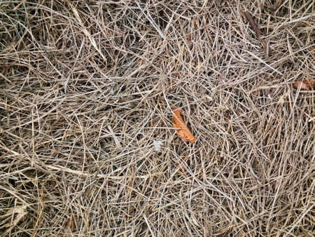 Texture of dry grass and leaves in autumnの写真素材