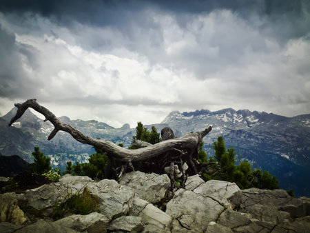 The old terrible branch against the backdrop of the Alpine mountains