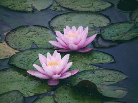 Two beautiful pink water lilies closeup. Raindrops on the petals. Bright lotus in the garden.の写真素材