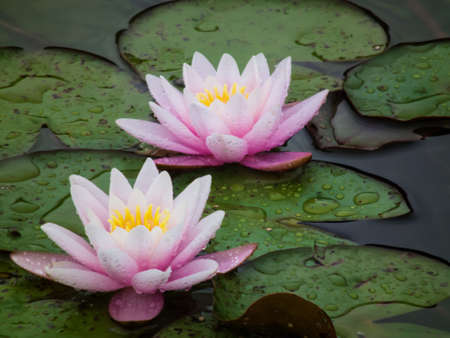 Two beautiful water lilies in a swamp. Rain drops on the petals of the lotuses. Garden flowers closeupの写真素材
