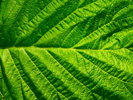 Green leaf texture. Grape leaf close up.の写真素材