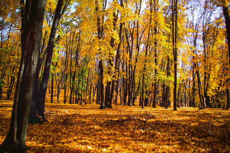 Beautiful autumn forest in the National Park Samarskaya Luka, Russiaの写真素材