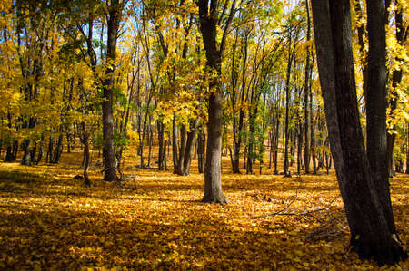 Beautiful autumn forest in the National Park Samarskaya Luka, Russiaの写真素材