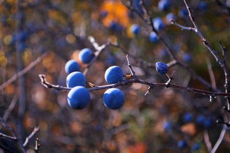 wild forest berries. The blackthorn bush with blue berriesの写真素材