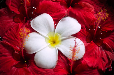 Raindrops on tropical flowers close-up. Plumeria flowers in a pond after a tropical downpour.
