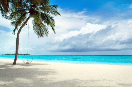 A deserted sandy beach on the Indian Ocean. Palm tree on a sunny day on the coast of the Maldives islandの写真素材
