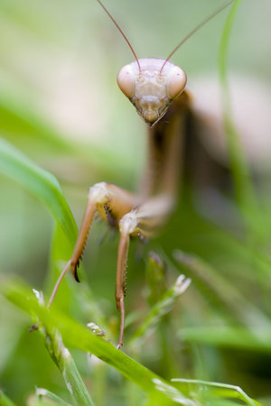mantis religious female in a garden (detail)の写真素材