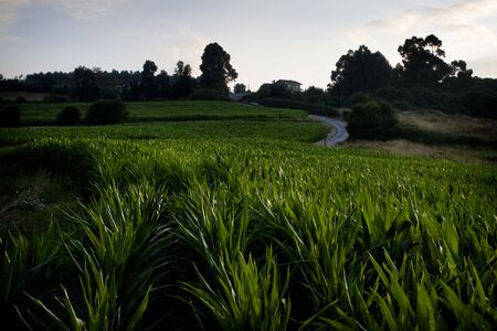 Fields of maize(corn) in a farm Asturias, north of Spainの写真素材