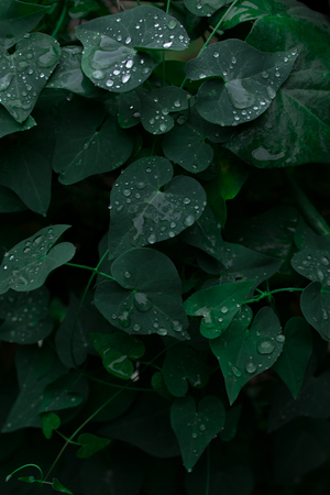 Dark green foliage of a healthy plant with raindrops. Green leaf with water drops for backgroundの写真素材