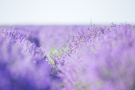Lavender flowers filed, pastel colors and blur backgroundの写真素材