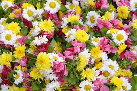 Closeup of flowers for backgroundsの写真素材