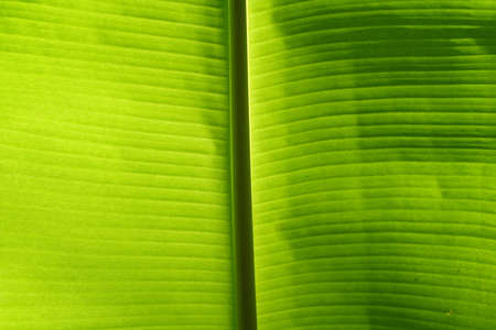 Closeup of green leaf veinsの写真素材