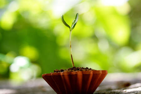 Baby plant growing in a pot-new life の写真素材