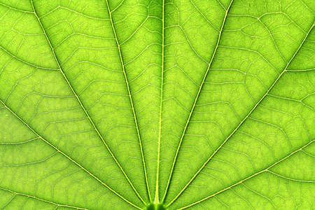 Closeup of green leaf veinsの写真素材