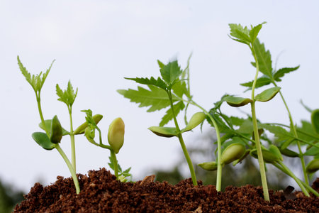 Evaluation Process-Stages of the plant development 