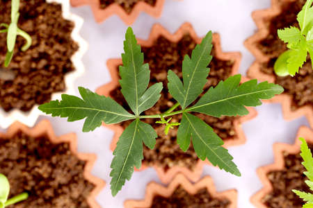 Baby neem plants - New lifeの写真素材